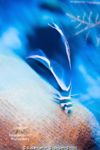 
"Racing Stripes"
A juvenile spotted drum on coral, sho... by Susannah H. Snowden-Smith 
